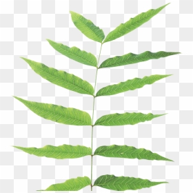 Green Leaves Png Image - Stem And Leaf Plant, Transparent Png - palm tree leaves png