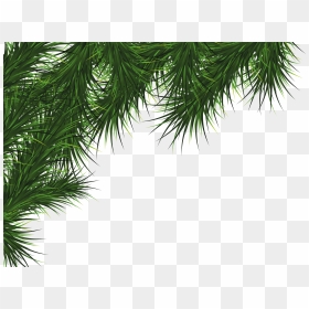 Pine Leaves Png - Christmas Card Border Design, Transparent Png - palm tree leaves png