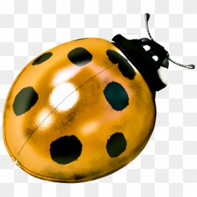 Ladybug Films - Ladybird Beetle, HD Png Download - ladybug png