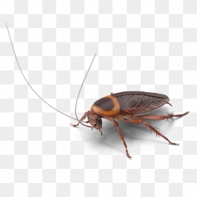 Cockroach Png Image Hd - Oggy And The Cockroaches Pie, Transparent Png - cockroach png