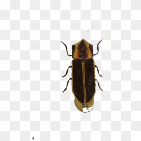 Cockroach Insect Blattodea - Cockroach, HD Png Download - cockroach png