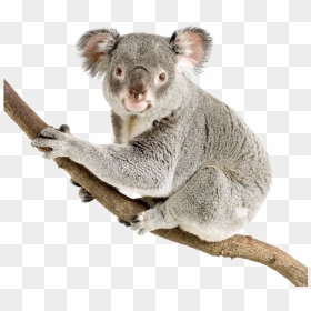 Koala Png Transparent Background - Koala Transparent Background, Png Download - koala png