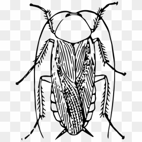 Cockroach Png Black And White - Cockroach Clipart Black And White, Transparent Png - cockroach png
