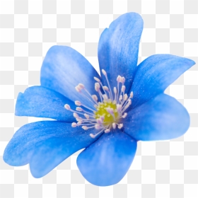 Flower Png Images - Flor Azul, Transparent Png - blue flower png