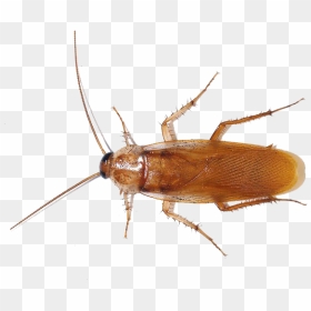 American Cockroach Png Photo - Cockroach Blood, Transparent Png - cockroach png