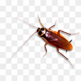British Cockroach , Png Download - Clipart Cockroach Transparent Background, Png Download - cockroach png