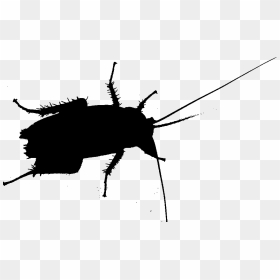 Cockroach Beetle Silhouette Membrane Insect - Cockroach, HD Png Download - cockroach png