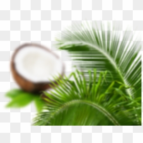 Close-up, HD Png Download - palm tree leaves png