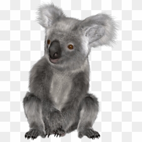 The Newest Koala Stickers On Picsart - Koala Png, Transparent Png - koala png