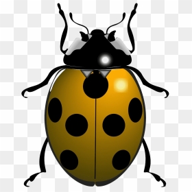 Ladybug Png Photo Background - Drawings Of Lady Bird, Transparent Png - ladybug png