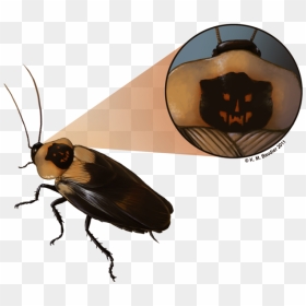 Cockroach Drawing Cute - Madagascar Hissing Cockroach Drawing, HD Png Download - cockroach png