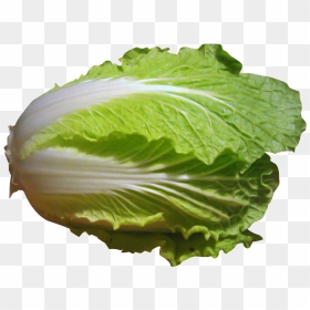 Napa Cabbage, HD Png Download - cabbage png