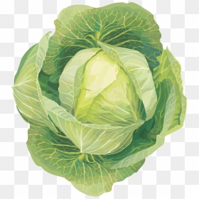 Cabbage Png Image - Vegetables Clip Art, Transparent Png - cabbage png