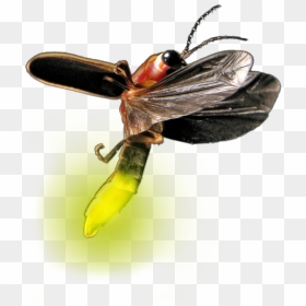 Atp Testing Promicol General - Firefly Png, Transparent Png - firefly png