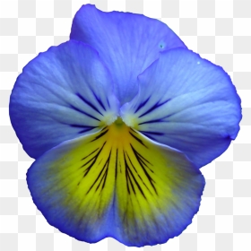 Pansy Clipart Transparent - Realistic Flower Clip Art, HD Png Download - blue flower png
