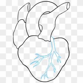 How To Draw Human Heart - Easy Drawing Of Human Heart, HD Png Download - real heart png