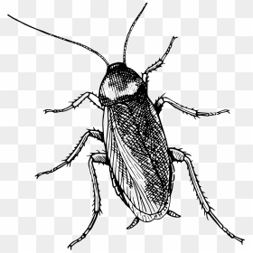 Transparent Beetle Clipart - Cockroach Black And White, HD Png Download - cockroach png