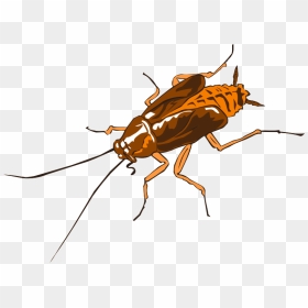 Cockroach Clipart , Png Download - Cockroach Logo Design, Transparent Png - cockroach png