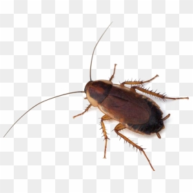 Cockroach Png Photo - Live Cockroach, Transparent Png - cockroach png