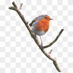 Robin Png Photo - Robin Bird Png Transparent, Png Download - robin png