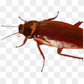 Cockroach Png Transparent Images - Insects Cockroach, Png Download - cockroach png