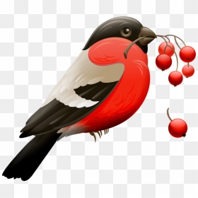 Red Robin Birds, HD Png Download - robin png