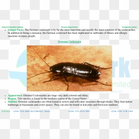 Oriental Cockroach , Png Download - Oriental Cockroach, Transparent Png - cockroach png
