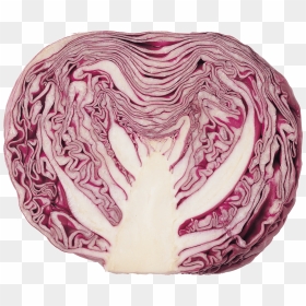 Cabbage Red Clip Arts, HD Png Download - cabbage png