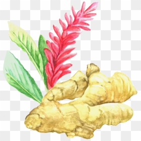Ginger , Png Download - Ginger Botanical Illustration, Transparent Png - ginger png