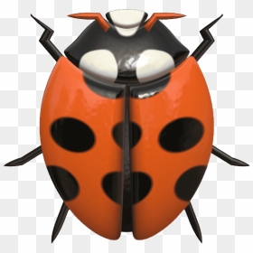 Ladybug Png Free Background - Ladybird Beetle, Transparent Png - ladybug png