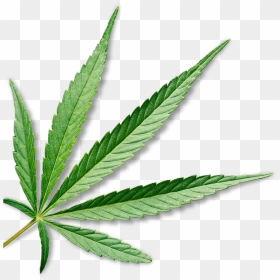 Cannabis Leaf Transparent Background , Png Download - Marijuana Leaf Transparent Background, Png Download - weed transparent png