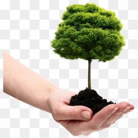 Tree With Soil Png - Plant A Tree Png, Transparent Png - soil png