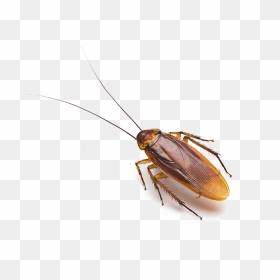 Roach Png Free Download Cockroach Allergens - Cockroach, Transparent Png - cockroach png