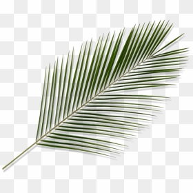 Palm Tree Leaves Png, Transparent Png - palm tree leaves png