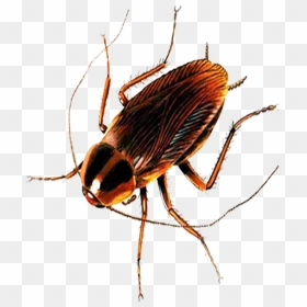 Cockroach, HD Png Download - cockroach png