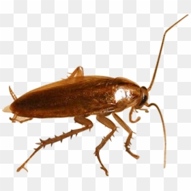 Roach Png Free Download - Cockroach Transparent Background, Png Download - cockroach png