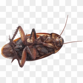 Cockroach Close Up, HD Png Download - cockroach png