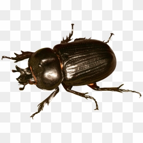 Beetle Png, Transparent Png - cockroach png