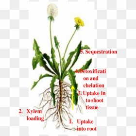 Different Pathways Of Metal Uptake And Detoxification - Diagram Of Dandelion Plant, HD Png Download - weed transparent png