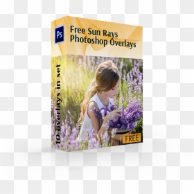 Sun Ray Overlay Cover Box Girl In Flowers - English Lavender, HD Png Download - sun ray png