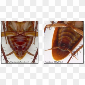 Types Of Subgenital Plates As Seen In Two Cockroaches - Legs Of Cockroaches, HD Png Download - cockroach png