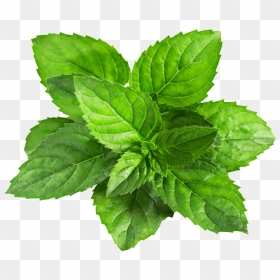 A Mint Leaf Transparent Plant Vector - Mint Leaf Png, Png Download - mint png