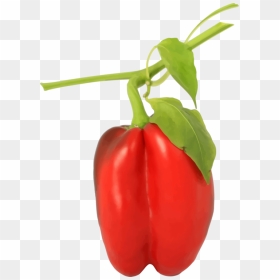 Transparent Chili Png - Bell Pepper Plant Png, Png Download - chili pepper png