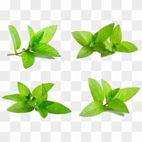 Transparent Mint Leaf Png, Png Download - mint png