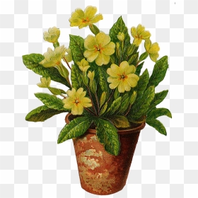 Flowers In Pots Png, Transparent Png - potted plant png