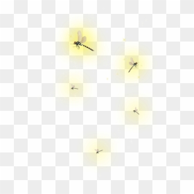 Transparent Fireflies Clipart - Lightning Bugs Png, Png Download - firefly png