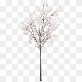 Free Png Spring Tree Png Png Image With Transparent - White Cherry Blossom Tree Png, Png Download - cherry blossom tree png