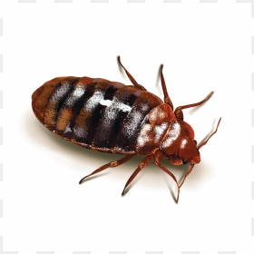Kills Bed Bugs And Their Eggs, HD Png Download - cockroach png