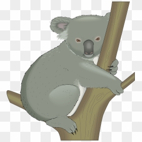 Koala In A Tree Clipart, HD Png Download - koala png