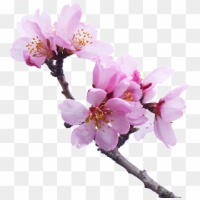 Sakura Png - Flower Tree Branches Transparent Background, Png Download - cherry blossom tree png